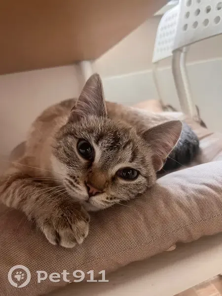Кошка найдена: Буяновский пер., 3А, Томск - photo