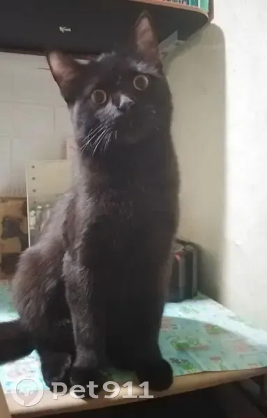 Пропал чёрный котёнок, 11-я Линия, 163 - photo