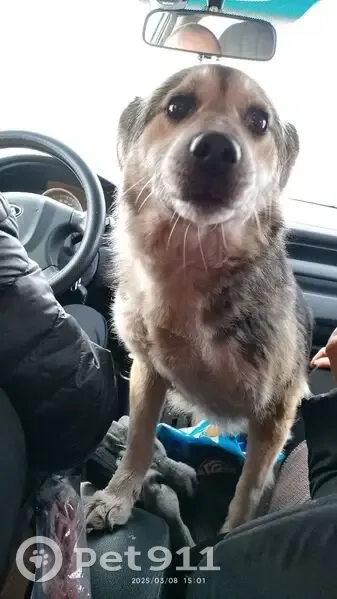 Собака найдена: 75К-138, Озёрное СП - photo