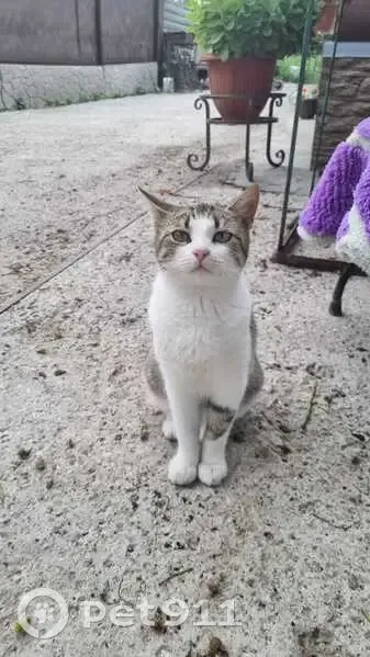 Пропала кошка Люся, Октябрьский, Ростовская область - photo