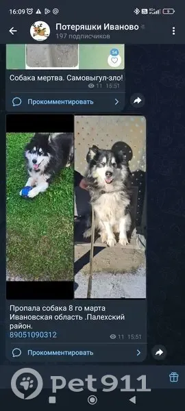 Пропала хаски, Паново, Центр. ул. 8 - photo