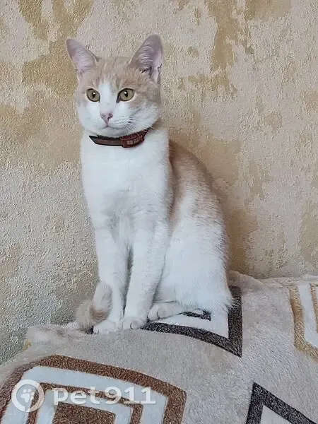 Пропала кошка, Уральская 14, Чернушка - photo