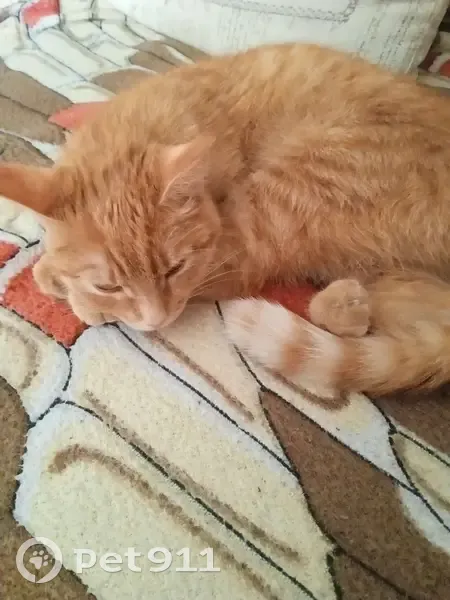 Найдена кошка, Уфа, Башкортостан - photo