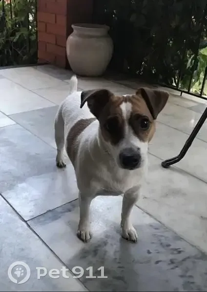 Пропала слепая собака, Комсомольский пр., 13 - photo