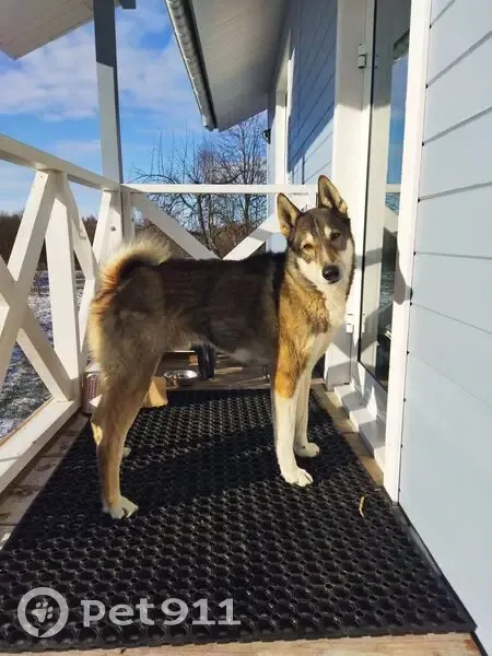 Собака найдена, Ермаковское поселение - photo