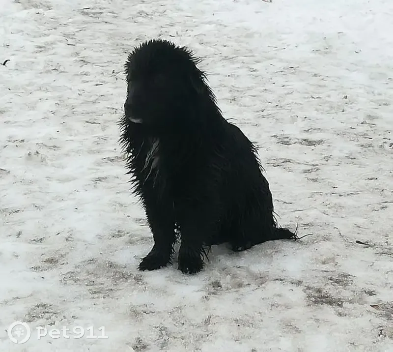 Собака найдена у Ленина 143, Новая Заимка - photo