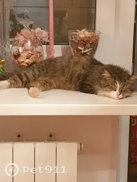 Кошка найдена: 41К-022, Волхов - photo