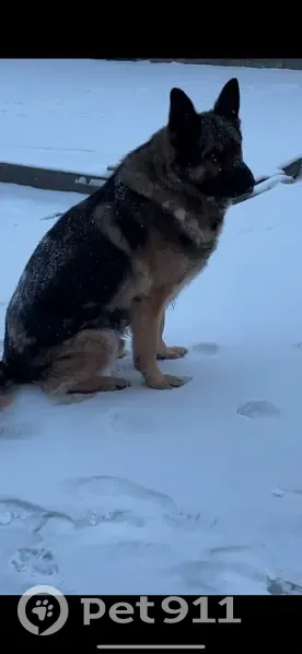 Пропала овчарка, ул. Хлебникова, 10, Омск - photo