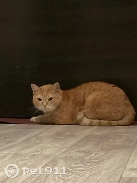Найдена кошка, ул. Некрасова, 8 - photo