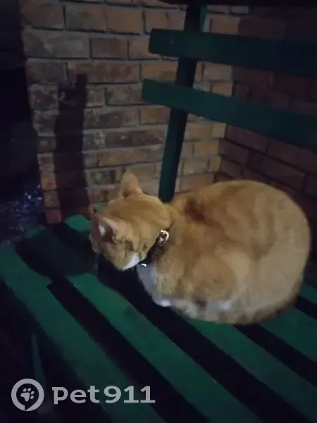 Кошка найдена: пр. Фрунзе, 65, Томск - photo