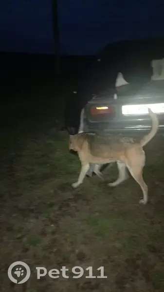 Найдена собака, Центральная ул., Сергеевка - photo