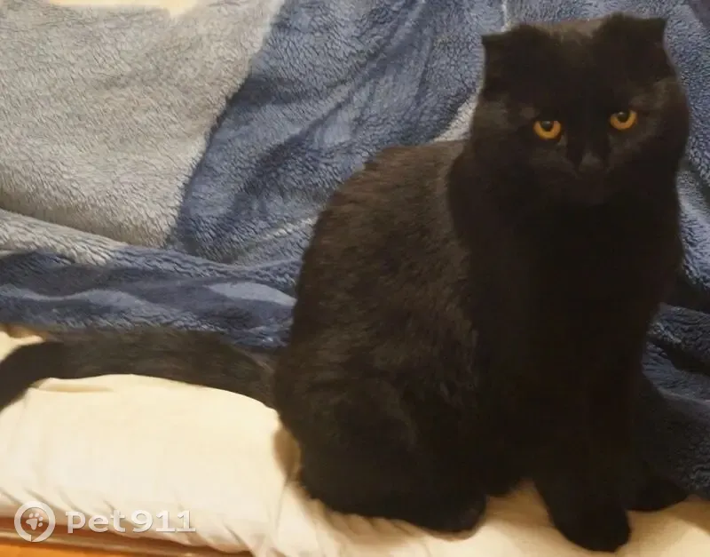 Пропала кошка, ул. Ремесленников, Алексеевка - photo