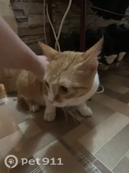 Кот найден: Баранчуковский пер., 35, Томск - photo