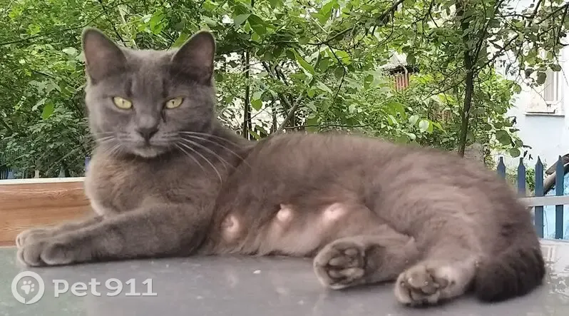 Пропала кошка, Берёзовая ул. 28, Белгород - photo