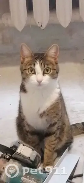 Пропала кошка, ул. Пушкина, Волжский - photo