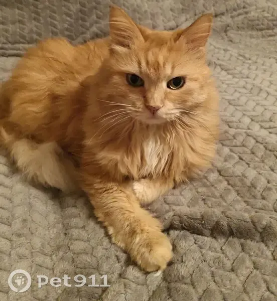 Пропала рыжая кошка, Октябрьская 91 - photo