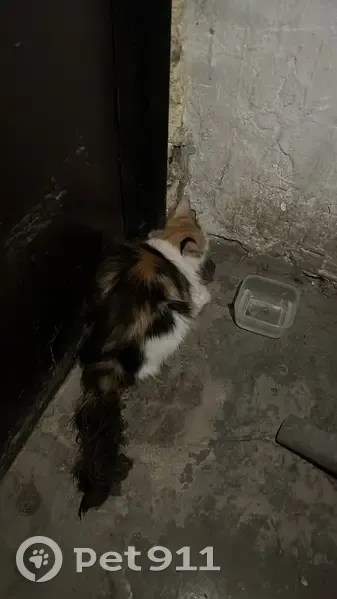 Кошка найдена: ул. Пушкина 37, Томск - photo