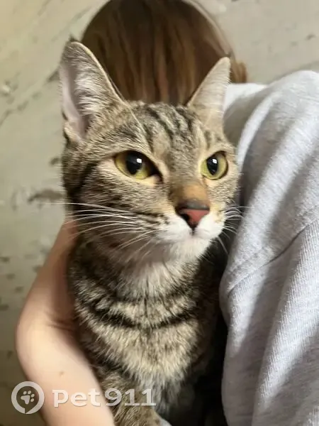 Кошка найдена, Свердловская 217, Красноярск - photo