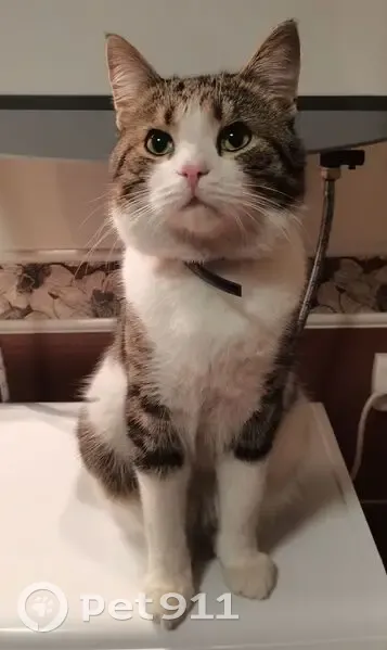 Пропал кот, Прудская ул., Павловск - photo