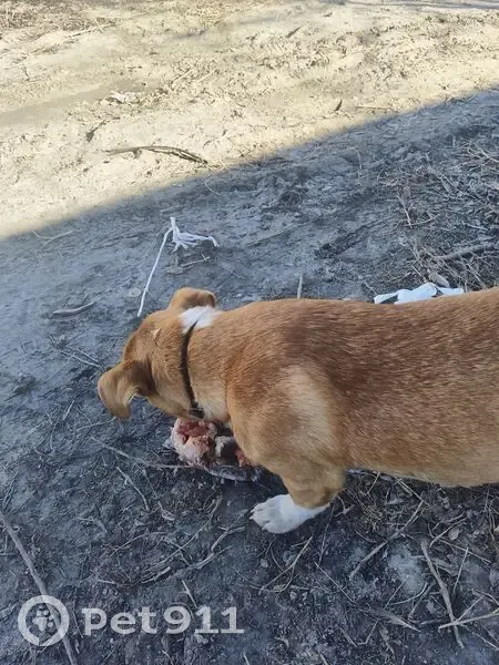 Собака найдена: пр. Маршала Голикова, Курган - photo