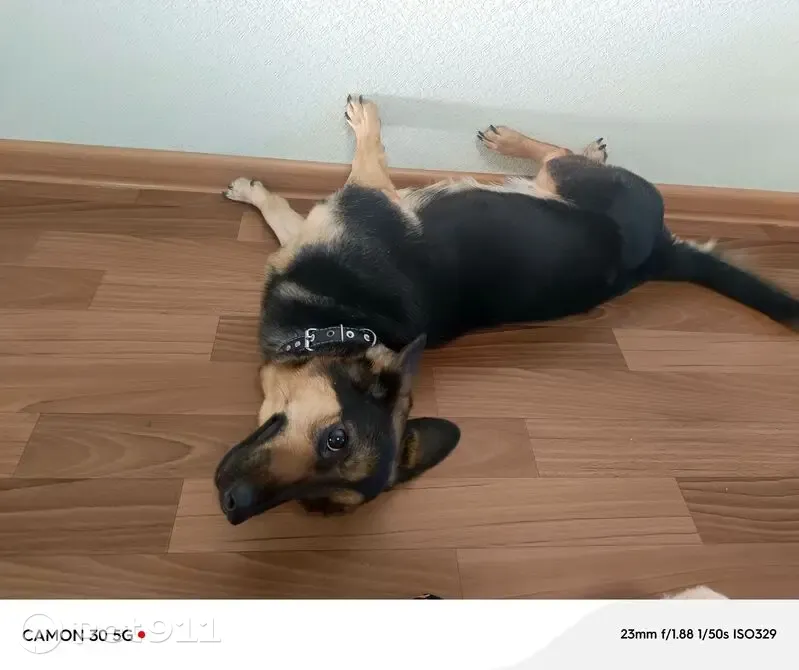 Собака найдена: Вешняковская ул, 1В - photo