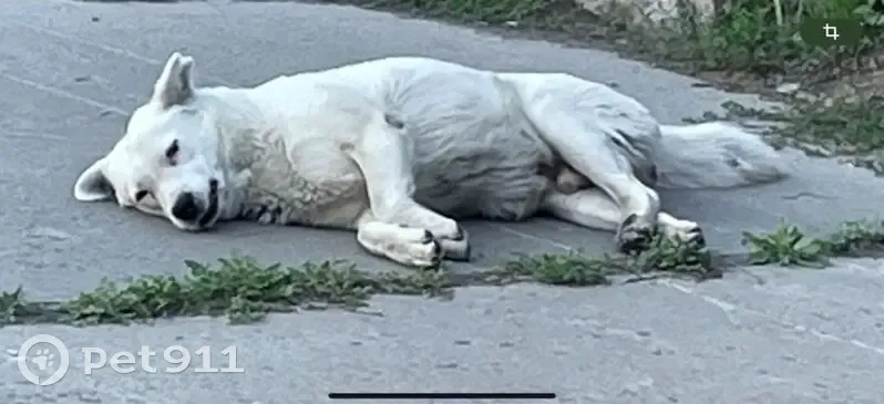 Пропала собака на ул. Севастьянова, Новосибирск - photo