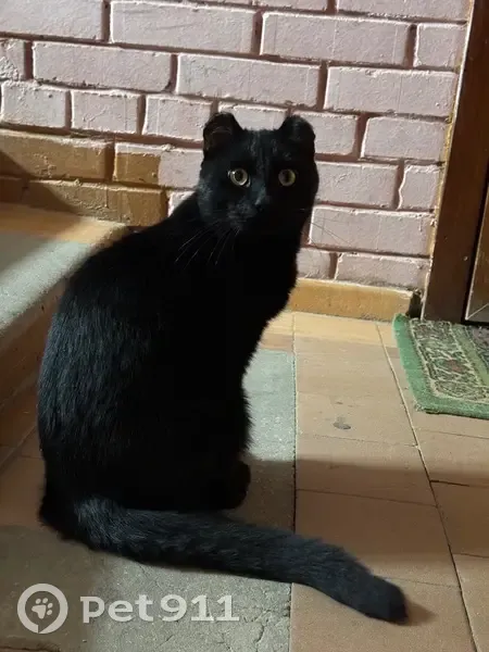 Кошка найдена на Льва Толстого, 12 - photo