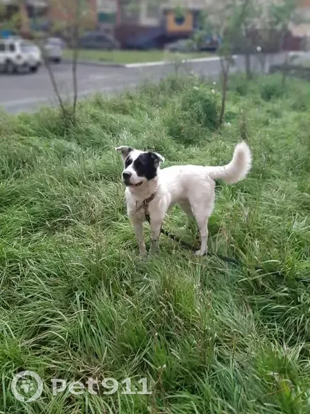 Пропала собака на Донской улице, Вознесенка - photo