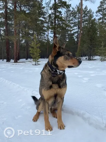 Пропала собака, ул. Ленина 27, Хужир - photo