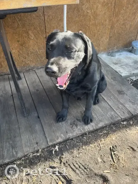 Лабрадор найден в СНТ Надежда, Курган - photo