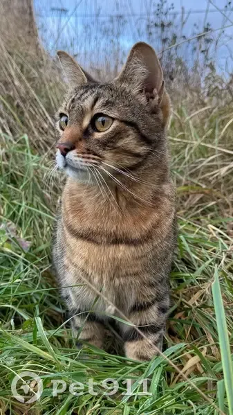 Пропала кошка, Варшко, Ленобласть - photo