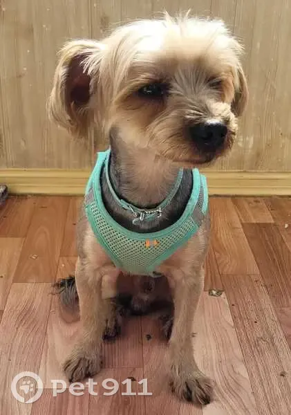 Собака найдена: ул. Атарбекова, Краснодар - photo