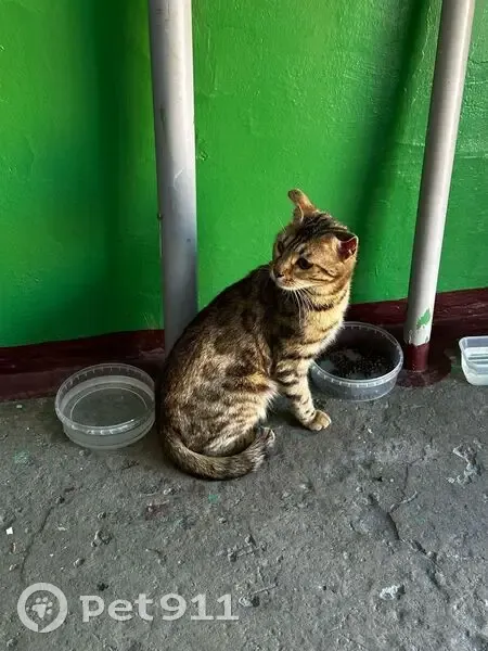 Кошка найдена: Кирова 41, Новокузнецк - photo