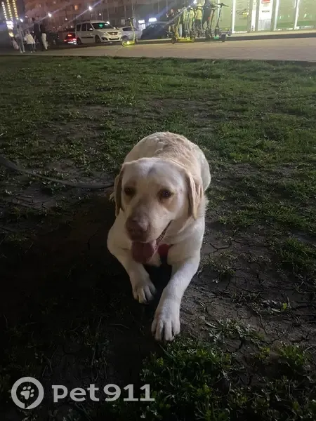 Лабрадор найден на Героев-Разведчиков, 24 - photo