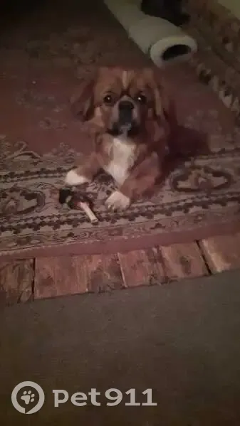 Пропал пикинес, Кемеровская область - photo