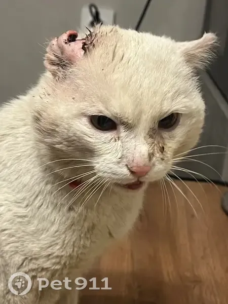 Кот найден на ул. Фёдора Лыткина, Томск - photo