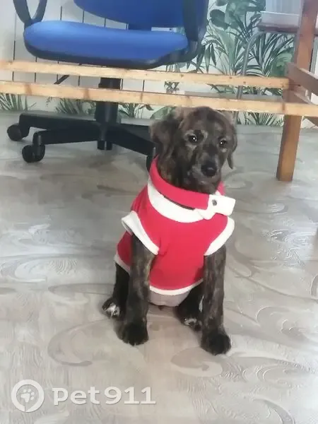 Пропала собака в х. Соломыковские Дворы - photo