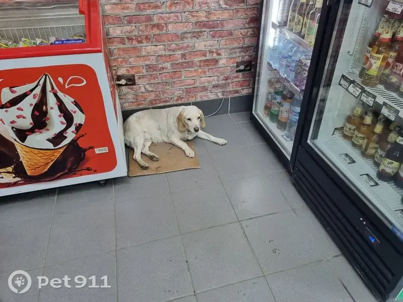 Собака найдена: ул. Б. Хмельницкого, 126, Омск - photo