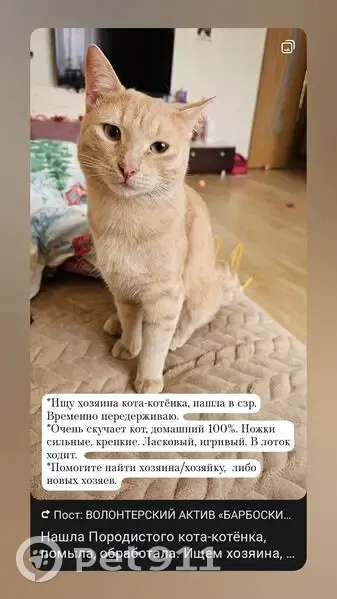 Котёнок найден: Приволжский бульвар, 4 к1 - photo
