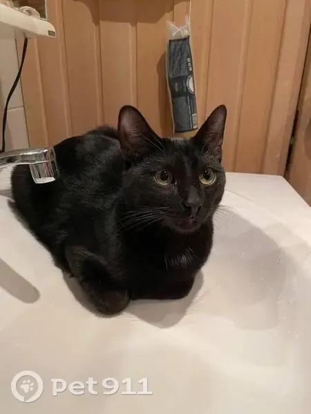 Пропал кот, Муравская ул., 18 к1, Рождествено - photo