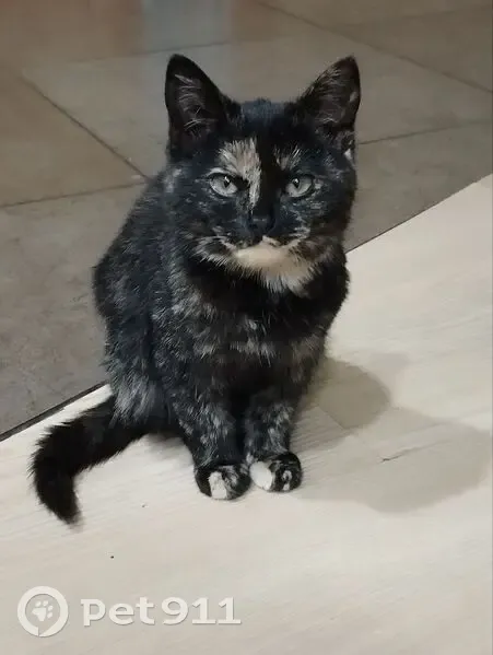 Пропала кошка, ул. Дорожников, 4, Миасс - photo