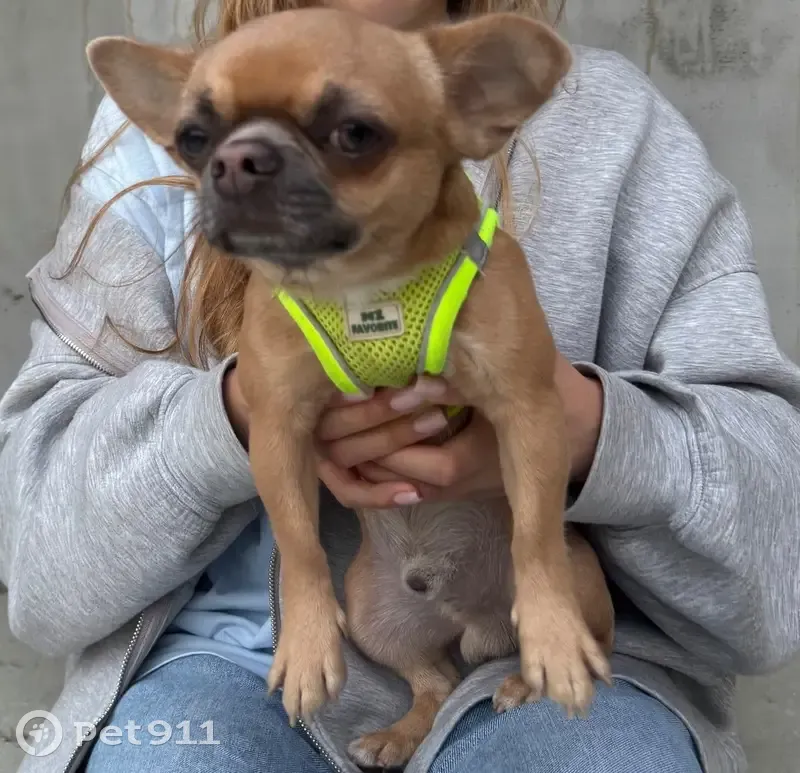 Собака найдена на ул. 2-я Линия, 328 - photo