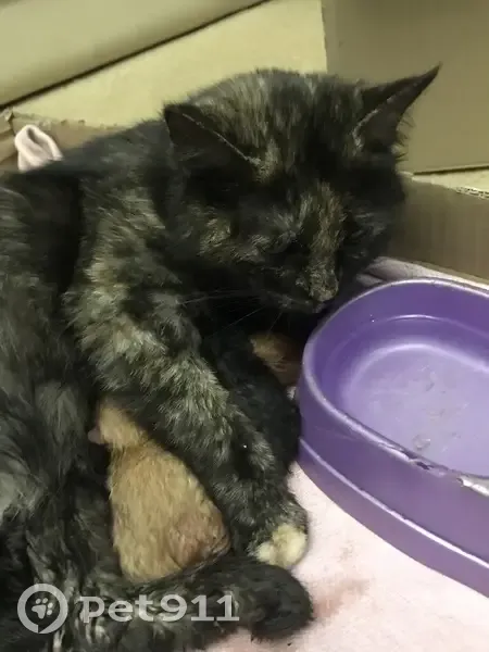 Трехцветная кошка найдена на Гагарина, 103 - photo