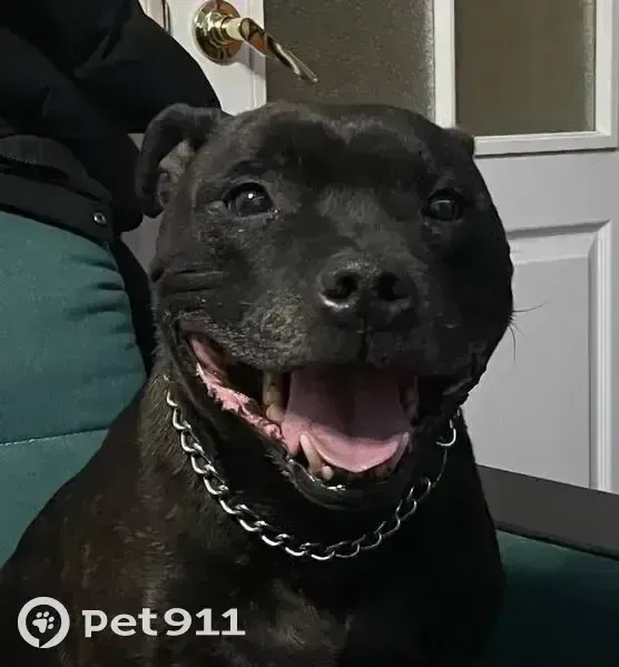 Пропала собака, Оренбургская ул. 84 - photo