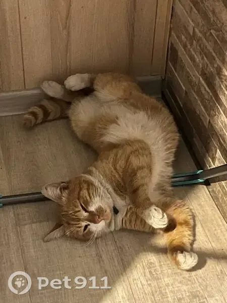 Пропала кошка Персик, Черемошники, Томск - photo