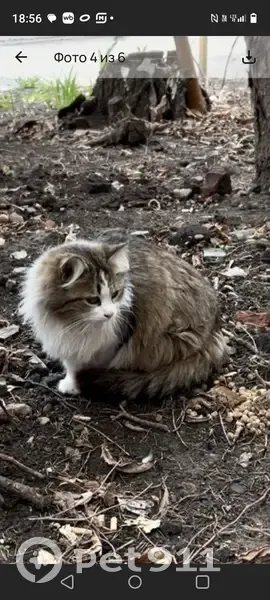 Пропала кошка Люся, Краснодар, Ставропольская 47 - photo