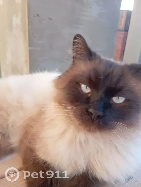 Пропала кошка, Октябрьская ул. 47А, Тамань - photo