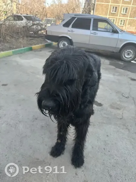 Собака найдена у магазина «Фасоль», Клименко 37 - photo