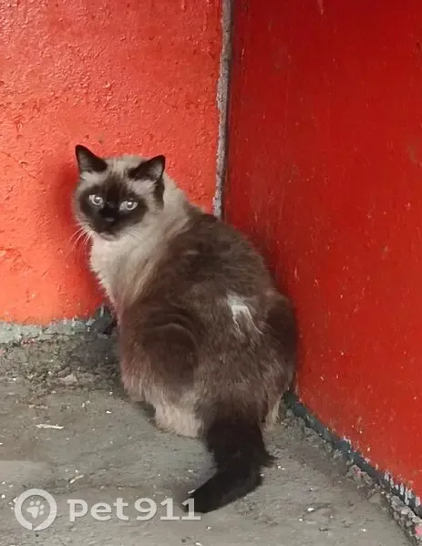 Кошка найдена: Новая ул., 10/3, Оренбург - photo