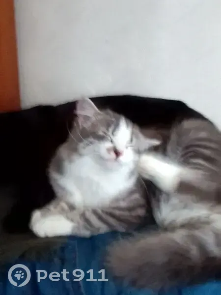 Пропала кошка на Нариманова, 82, Ульяновск - photo